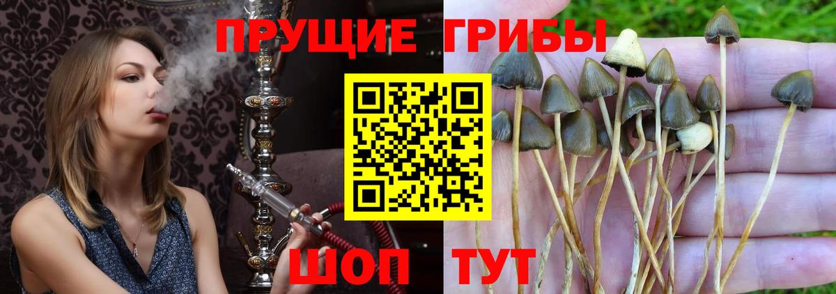 Галлюциногенные грибы мицелий Краснодар